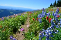 Wildflowers at Juniper Ridge