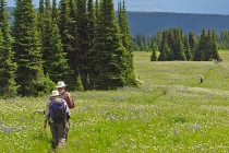 Wells Gray hiking in the meadow