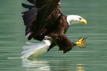 Bald Eagle dipping