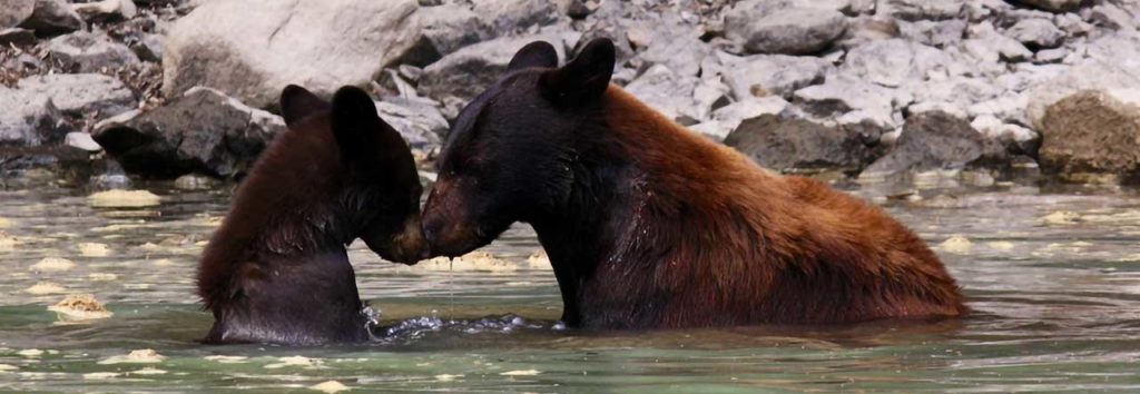 bear viewing footer gal: Photo Gallery
