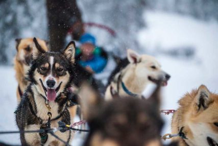 events1 3 2377 sled dogs: Events & Festivals