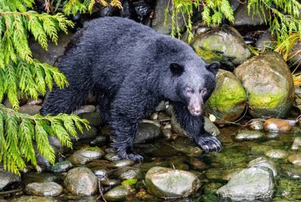 Wildlife Viewing North Thompson Valley, bear in stream