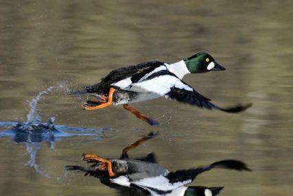 Wildlife Viewing, North Thompson Valley, duck in flight