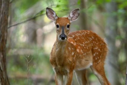Wildlife Viewing North Thompson Valley, spotted deer in forest