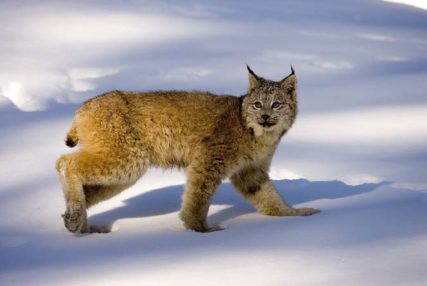 Wildlife Viewing North Thompson Valley, lynx in snow